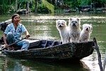 dogs, white, river, boat, water, vietnam lifestyle, people, woman, vietnamese, boat, nature, people, people, people, people, people